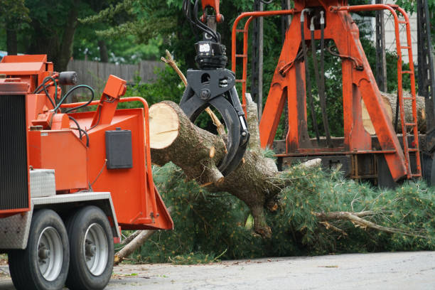 Professional  Tree Services in Pulaski, NY